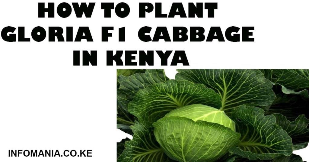 How to Plant Gloria F1 Cabbage in Kenya